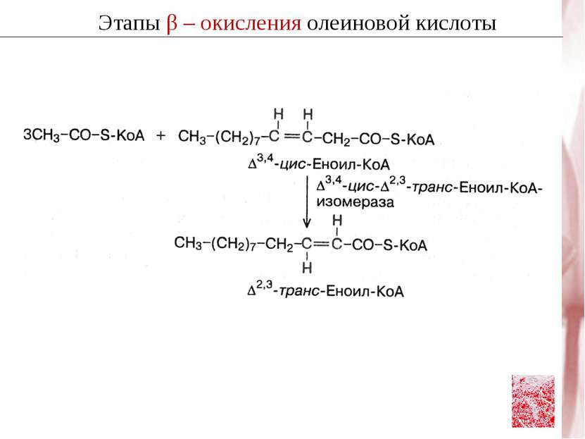 Этапы β – окисления олеиновой кислоты
