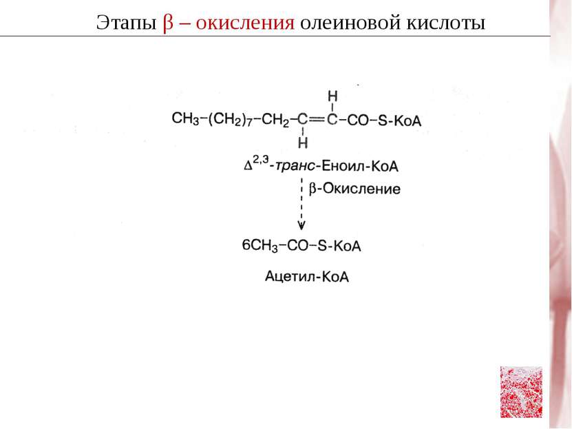 Этапы β – окисления олеиновой кислоты