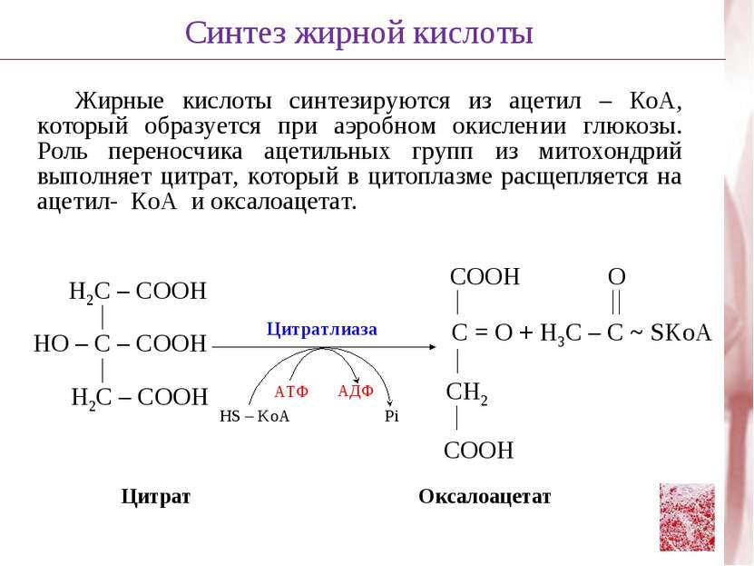Жирные кислоты синтезируются из ацетил – КоА, который образуется при аэробном...