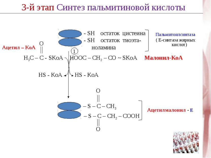 3-й этап Синтез пальмитиновой кислоты 1 HS - KoA HOOC – CH2 – CО ~ SKoA Малон...