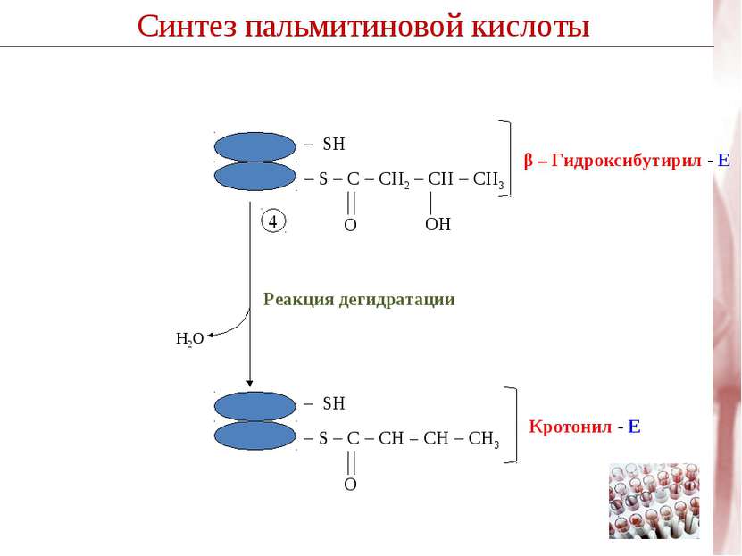 Синтез пальмитиновой кислоты H2O Реакция дегидратации 4