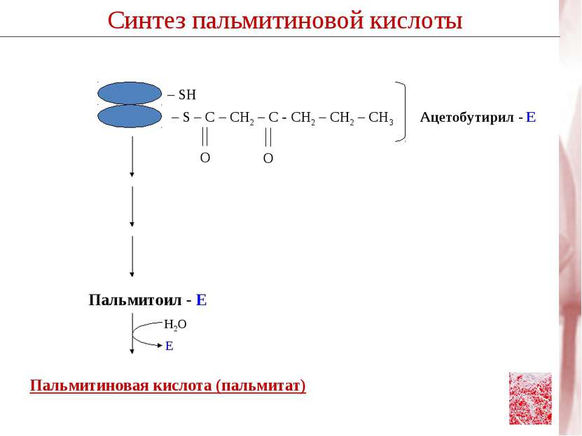 Пальмитиновая кислота (пальмитат) Пальмитоил - Е Н2О Е Синтез пальмитиновой к...