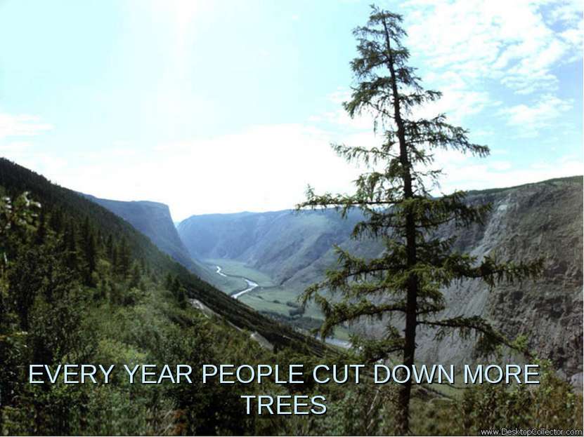 EVERY YEAR PEOPLE CUT DOWN MORE TREES