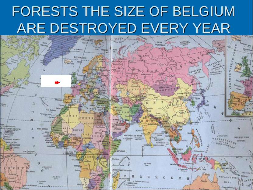 FORESTS THE SIZE OF BELGIUM ARE DESTROYED EVERY YEAR