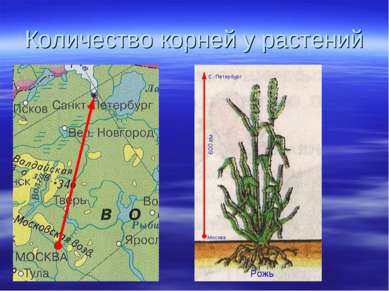 Количество корней у растений Москва С.-Петербург 600 км Рожь