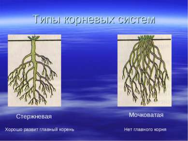 Типы корневых систем Стержневая Хорошо развит главный корень Мочковатая Нет г...