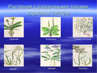 Растения с различными типами корневых систем Ромашка аптечная Подорожник Одув...