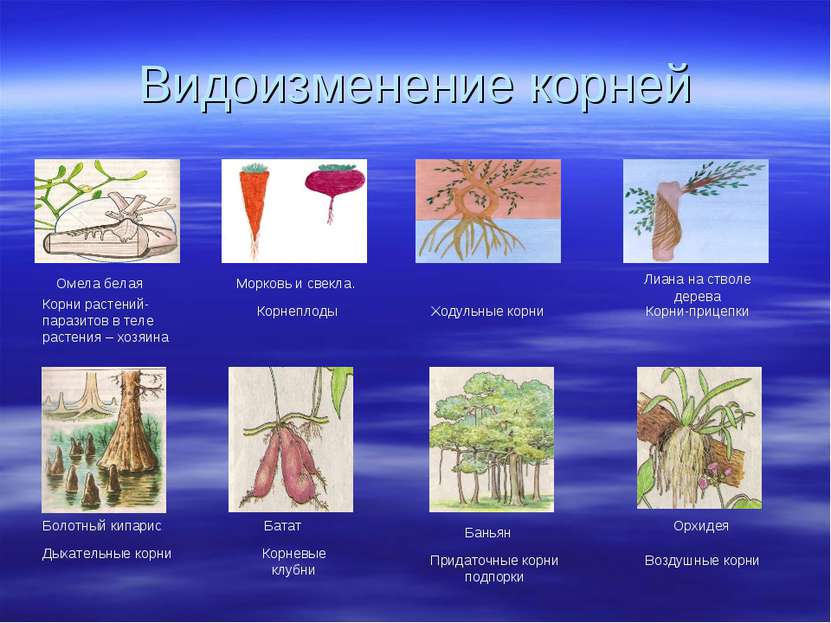 Видоизменение корней Омела белая Корни растений- паразитов в теле растения – ...