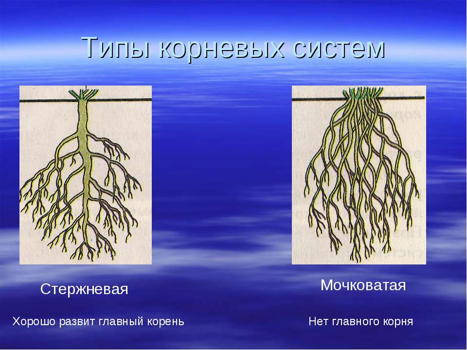 Тора нет билинг систем