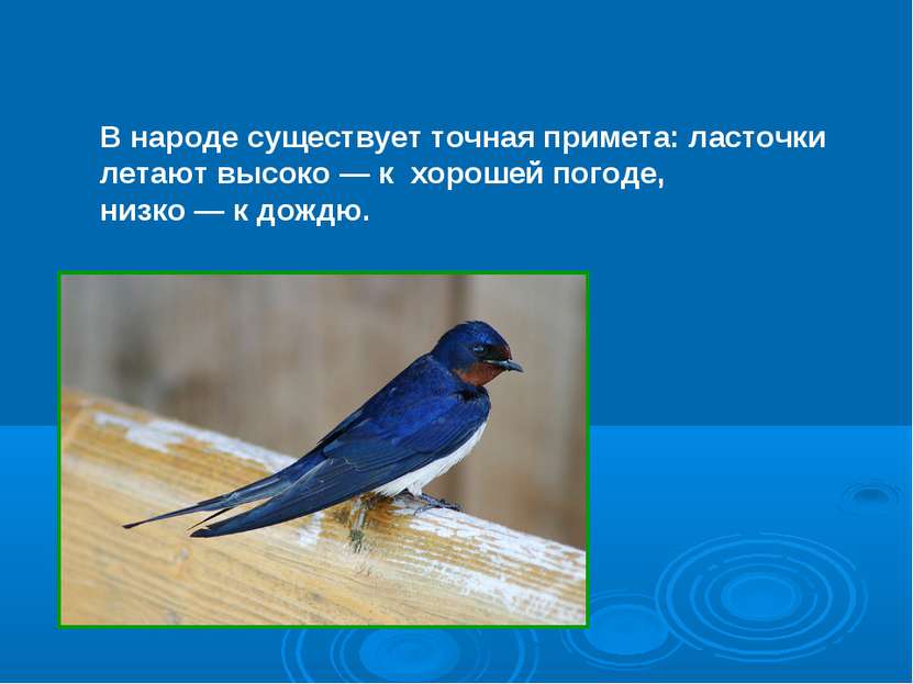 В народе существует точная примета: ласточки летают высоко — к хорошей погоде...