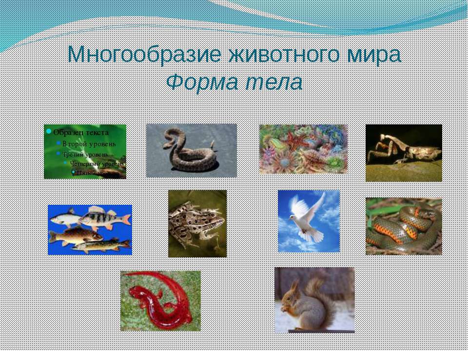 Урок многообразие животных. Разнообразие животных. Разнообразие животных 3 класс. Разнообразие в животном мире. Общие сведения о животном мире.