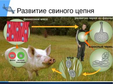 Развитие свиного цепня