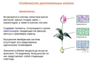 Хромопласты. Встречаются в клетках лепестков многих растений, зрелых плодов, ...