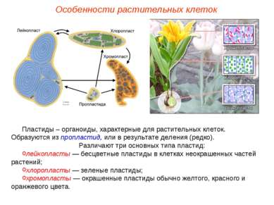 Пластиды – органоиды, характерные для растительных клеток. Образуются из проп...