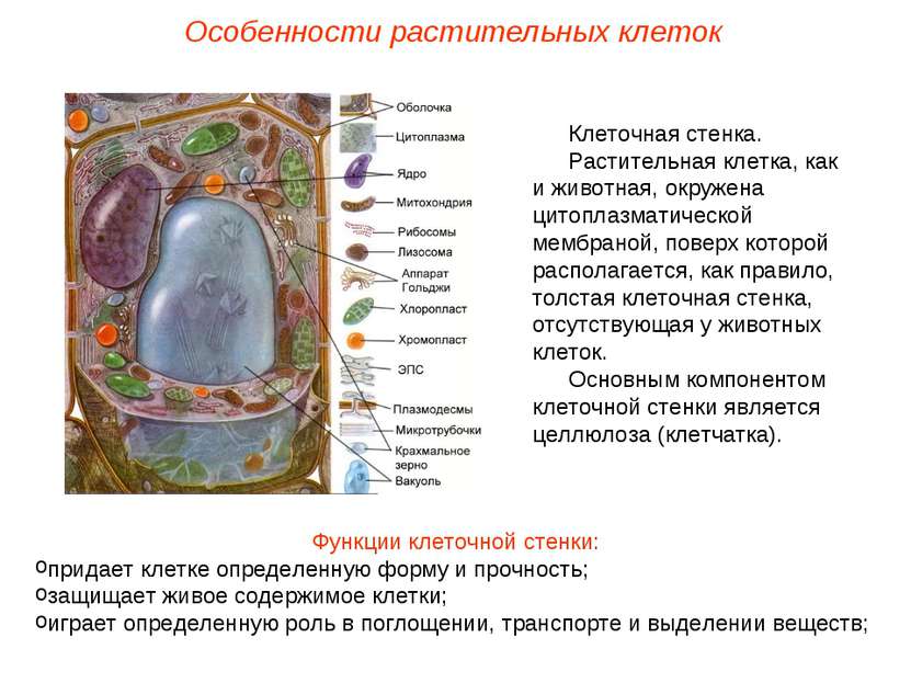 Клеточная стенка. Растительная клетка, как и животная, окружена цитоплазматич...
