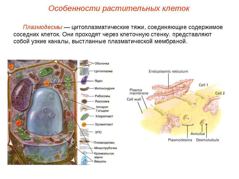 Плазмодесмы — цитоплазматические тяжи, соединяющие содержимое соседних клеток...