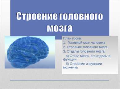 План урока: 1. Головной мозг человека 2. Строение головного мозга 3. Отделы г...