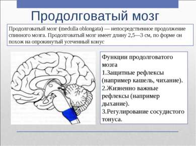 Продолговатый мозг Продолговатый мозг (medulla oblongata) — непосредственное ...