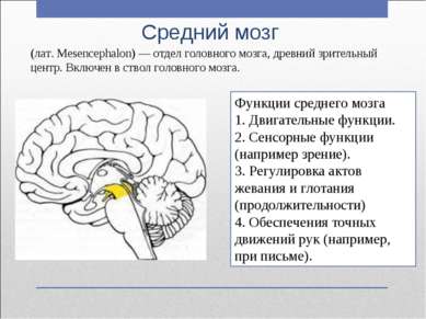 Средний мозг Функции среднего мозга 1. Двигательные функции. 2. Сенсорные фун...