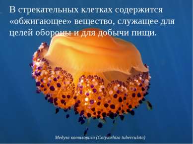 Медуза котилориза (Cotylorhiza tuberculata) В стрекательных клетках содержитс...