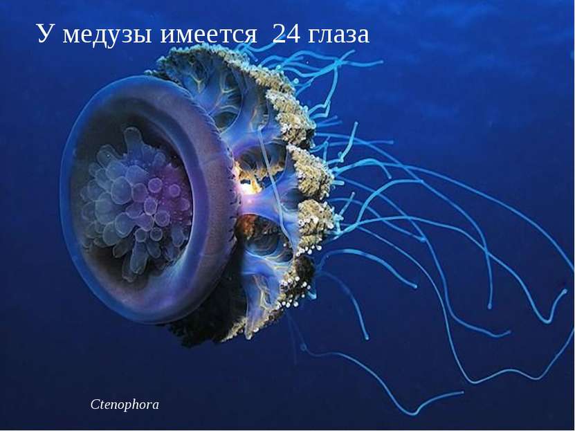 Ctenophora У медузы имеется 24 глаза
