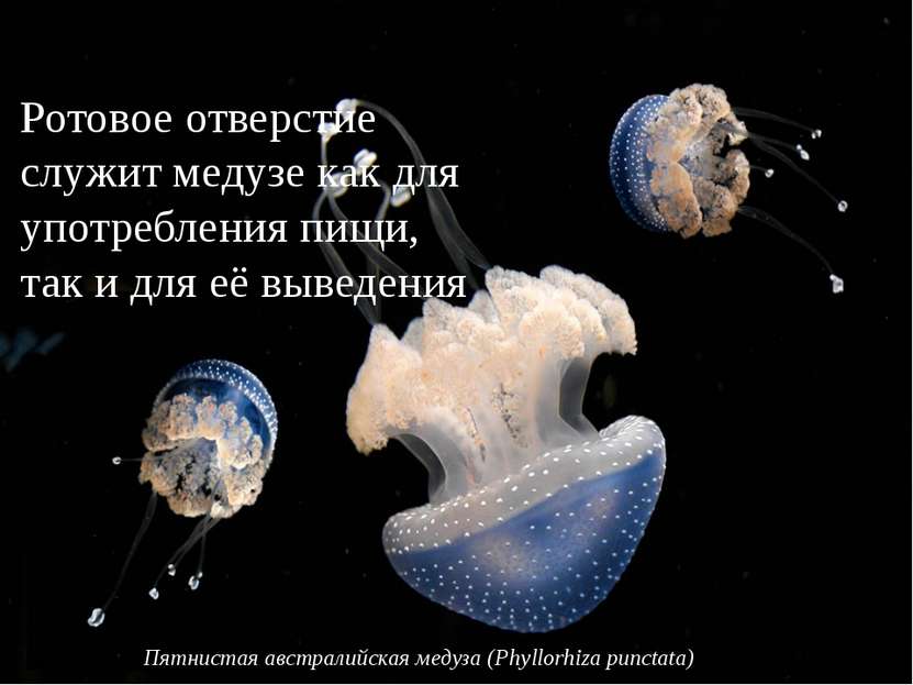 Ротовое отверстие служит медузе как для употребления пищи, так и для её вывед...