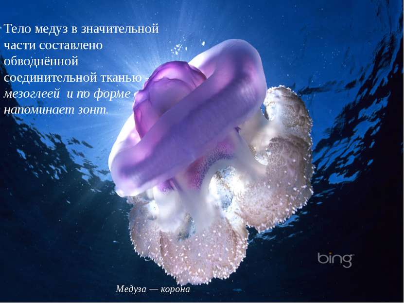 Тело медуз в значительной части составлено обводнённой соединительной тканью ...