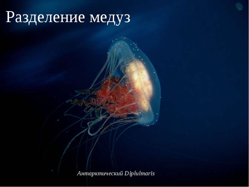 Антарктический Diplulmaris Антарктический Diplulmaris Разделение медуз