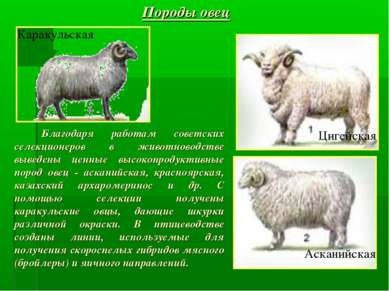 Породы овец Благодаря работам советских селекционеров в животноводстве выведе...