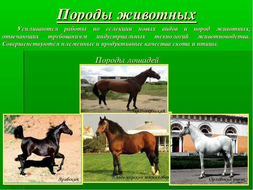 Породы животных Породы лошадей Усиливаются работы по селекции новых видов и п...