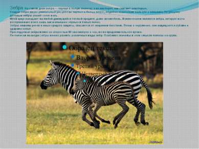 Зебра: На самом деле зебра — чёрная в белую полоску, а не наоборот, как счита...