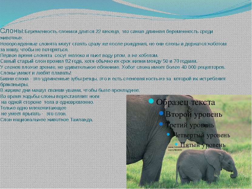 Слоны:Беременность слонихи длится 22 месяца, это самая длинная беременность с...