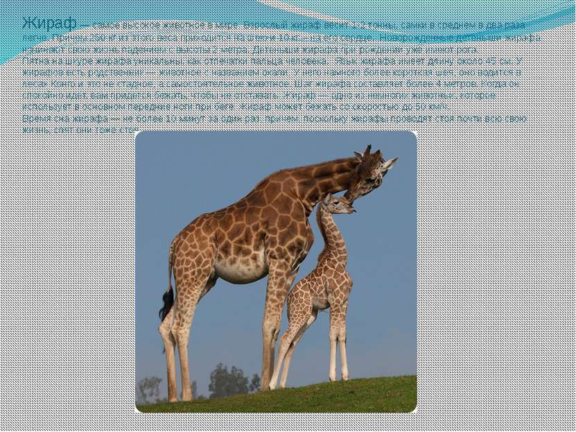 Жираф — самое высокое животное в мире. Взрослый жираф весит 1-2 тонны, самки ...