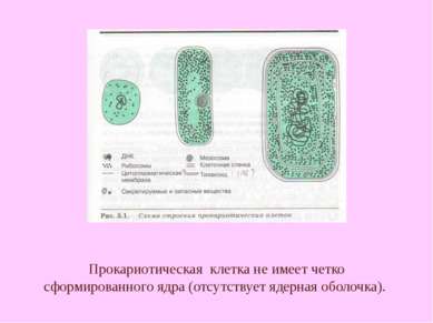 Прокариотическая клетка не имеет четко сформированного ядра (отсутствует ядер...