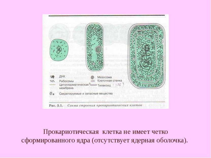 Прокариотическая клетка не имеет четко сформированного ядра (отсутствует ядер...