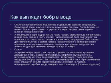 Как выглядит бобр в воде Обычная походка бобра медленная, отдельными шагами, ...