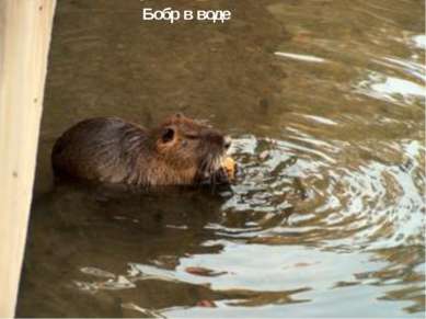 Бобр в воде   Бобр в воде