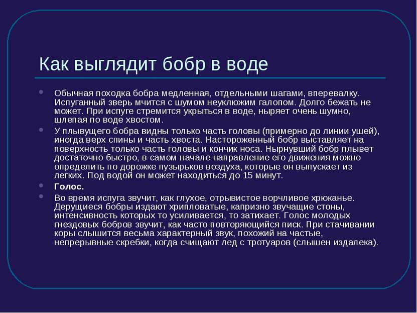 Как выглядит бобр в воде Обычная походка бобра медленная, отдельными шагами, ...