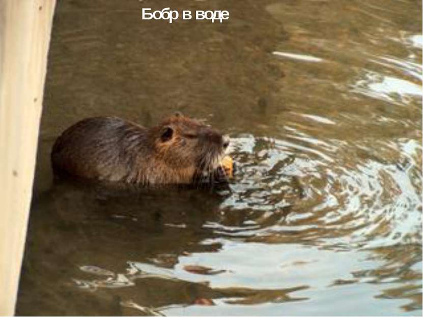 Бобр в воде   Бобр в воде