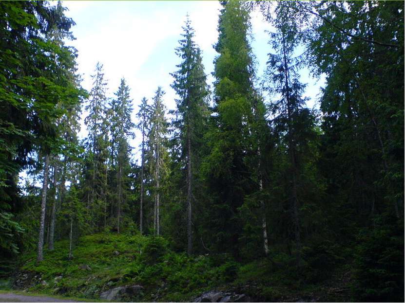 Типичный внешний облик зоны - это хвойные деревья.
