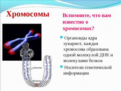 Хромосомы Органоиды ядра эукариот, каждая хромосома образована одной молекуло...