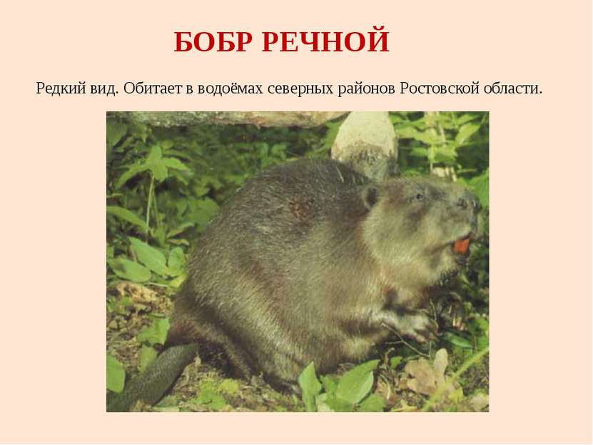 БОБР РЕЧНОЙ Редкий вид. Обитает в водоёмах северных районов Ростовской области.
