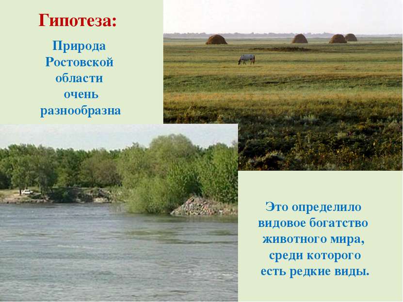 Природа Ростовской области очень разнообразна Это определило видовое богатств...