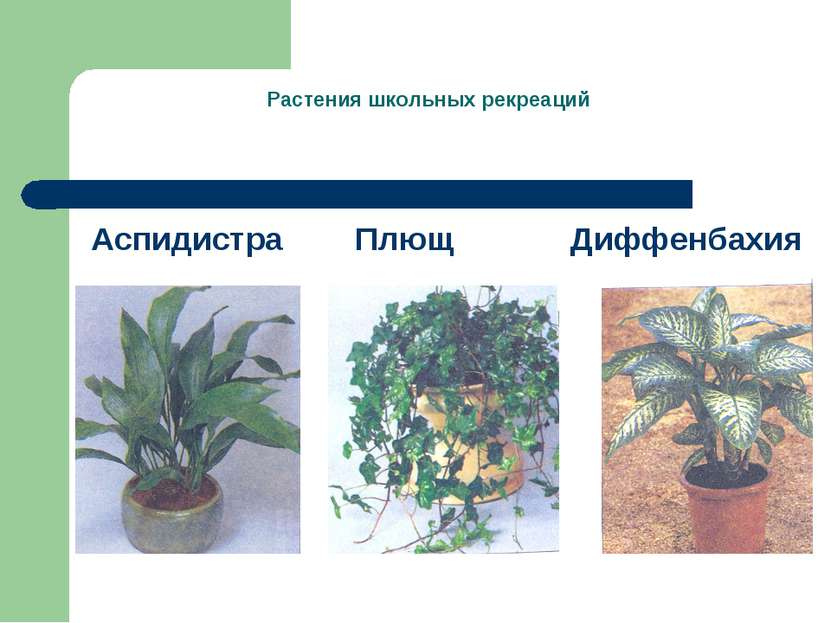 Растения школьных рекреаций Аспидистра Плющ Диффенбахия