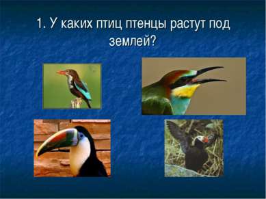 1. У каких птиц птенцы растут под землей?