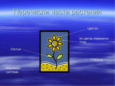 Перечисли части растения Цветок Из цветка образуется плод Листья Стебель Корн...