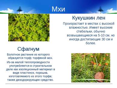 Мхи Сфагнум Болотное растение из которого образуется торф; торфяной мох. Из-з...