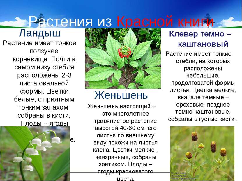 Растения из Красной книги Ландыш Растение имеет тонкое ползучее корневище. По...