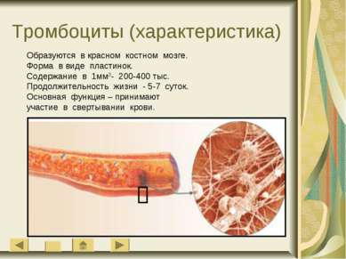 Тромбоциты (характеристика) Образуются в красном костном мозге. Форма в виде ...