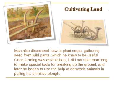 Man also discovered how to plant crops, gathering seed from wild pants, which...